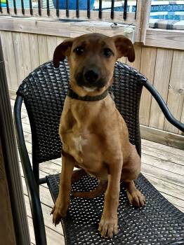 Rescue Black Mouth Cur and Shepherd Dogs for Adoption in Fosters, Alabama - FINN | PetCurious