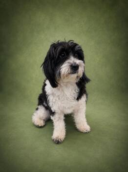 Shih Tzu and Poodle Dogs Available for Adoption in Waldorf, Maryland - Torito | PetCurious