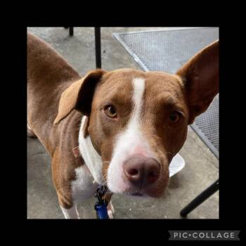 Rescue Mixed Breed Dogs for Adoption in Mobile, Alabama - Cassie | PetCurious