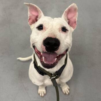 Jade -  Mixed Breed Dog for Adoption in Philadelphia, Pennsylvania - Jade | PetCurious