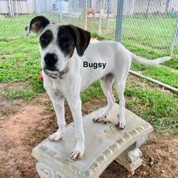 Rescue Mixed Breed Dogs for Adoption - Bugsy | PetCurious
