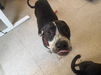 SULLIVAN -  Pit Bull Terrier and Mixed Breed Dog for Adoption in Kent, Washington - SULLIVAN | PetCurious