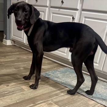 Black Labrador Retriever and Hound Dogs Available for Adoption in Calabash, North Carolina - Ace | PetCurious