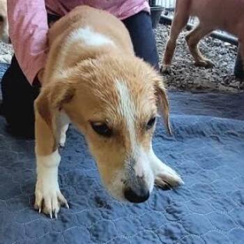 Macey -  Mixed Breed Dog for Adoption in Knoxville, Tennessee - Macey | PetCurious