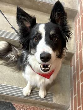 Nellie (Courtesy Post for ISU Companion Animal Program) -  Border Collie Dog for Adoption in Minnetrista, Minnesota - Nellie (Courtesy Post For ISU Companion Animal Program) | PetCurious
