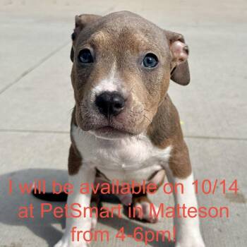 Rat -  Pit Bull Terrier and Mixed Breed Dog for Adoption in Matteson, Illinois - Rat | PetCurious
