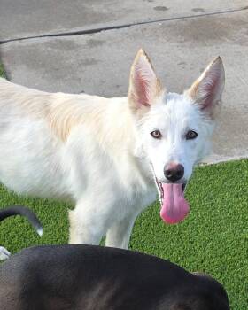 Rescue Husky Dogs for Adoption in El Reno, Oklahoma - Jim | PetCurious