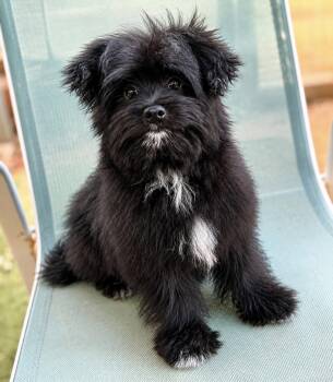 Waffles -  Pomeranian and Shih Tzu Dog for Adoption in Garland, Texas - Waffles | PetCurious