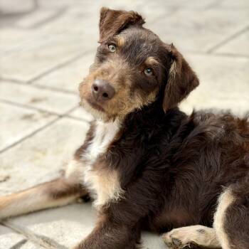 Schnauzer and Terrier Dogs Available for Adoption in Fort Collins, Colorado - Rufus | PetCurious