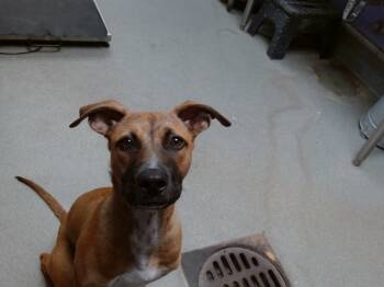 Rescue German Shepherd Dog and Mixed Breed Dogs for Adoption in Albuquerque, New Mexico - LUNA | PetCurious