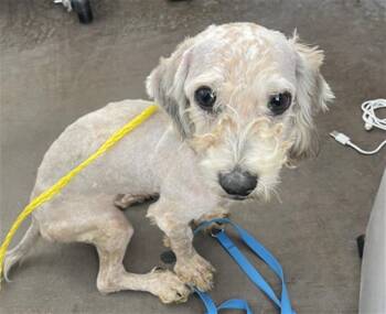 Mixed Breed Dogs Available for Adoption - PINGO | PetCurious