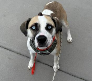 SISSY -  Pit Bull Terrier and Siberian Husky Dog for Adoption in Pueblo, Colorado - SISSY | PetCurious