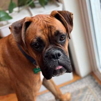Tyson -  Boxer Dog for Adoption in Woodinville, Washington - Tyson | PetCurious