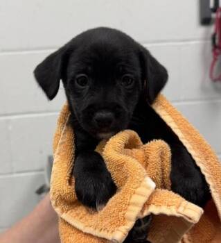 Fred -  Mixed Breed Dog for Adoption in Kansas City, Missouri - Fred | PetCurious