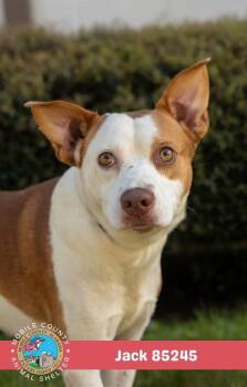 Jack -  English Coonhound Dog for Adoption in Mobile, Alabama - Jack | PetCurious