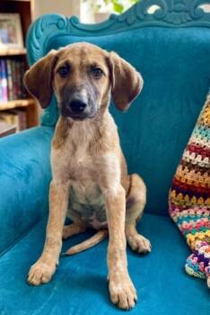 **DOT** -  Labrador Retriever Dog for Adoption in North Prairie, Wisconsin - **DOT** | PetCurious