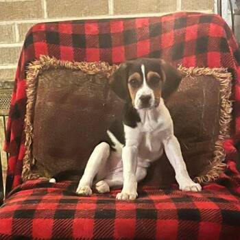 Beagle Dogs Available for Adoption - Tallulah | PetCurious