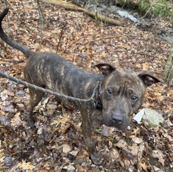 Rescue Mixed Breed Dogs for Adoption in Vassalboro, Maine - Friday | PetCurious
