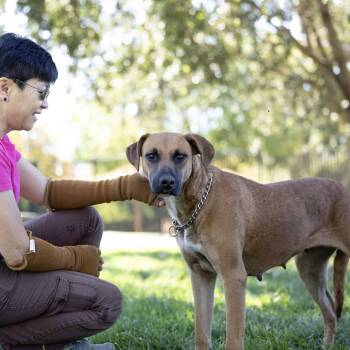 Rescue Rhodesian Ridgeback Dogs for Adoption in Pleasanton, California - Reba - ECAS | PetCurious