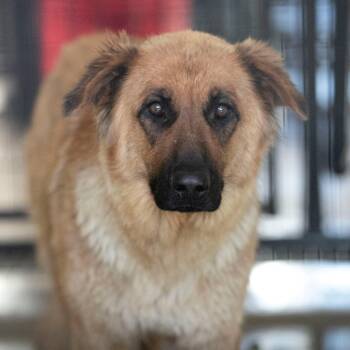 Sasha (S26-109) -  German Shepherd Dog and Mixed Breed Dog for Adoption in Peyton, Colorado - Sasha (S26-109) | PetCurious