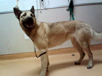 VAQUERA -  German Shepherd Dog Dog for Adoption in Martinez, California - VAQUERA | PetCurious