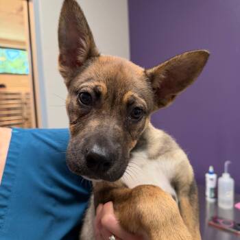 Shepherd and Mixed Breed Dogs Available for Adoption in Englewood, Florida - Gunner | PetCurious