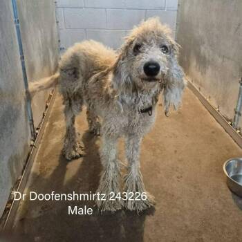 Dr. Doofenshmirtz -  Standard Poodle Dog for Adoption in Edinburg, Texas - Dr. Doofenshmirtz | PetCurious