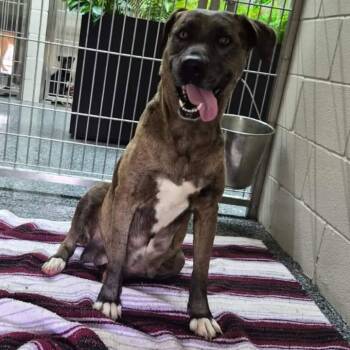 Catahoula Leopard Dog Dogs Available for Adoption in Buchanan Dam, Texas - Wanda | PetCurious