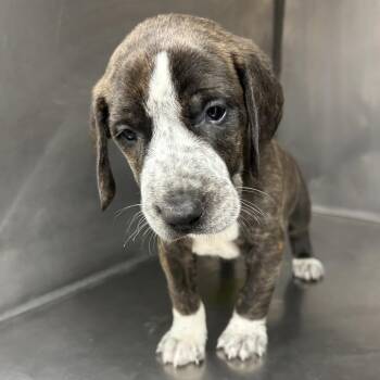 Hound Dogs Available for Adoption in Parrish, Alabama - Saint | PetCurious