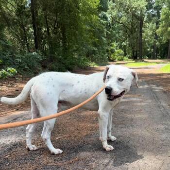 Rascal -  American Staffordshire Terrier and Mixed Breed Dog for Adoption in Blairstown, New Jersey - Rascal | PetCurious
