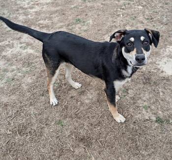 Miniature Pinscher Dogs Available for Adoption - Roz | PetCurious