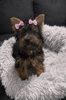 Yorkshire Terrier Dogs Available for Sale - Sherry | PetCurious