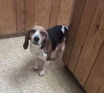 Beagle Dogs Available for Adoption - Honey | PetCurious