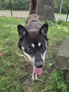 Lucas -  Siberian Husky and Shepherd Dog for Adoption in Kansas City, Missouri - Lucas | PetCurious