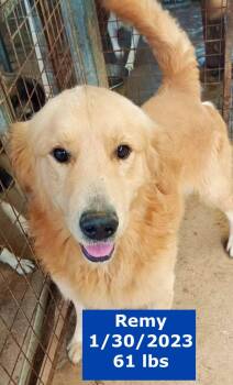 Rescue Golden Retriever and Hovawart Dogs for Adoption in Houston, Texas - Remy | PetCurious