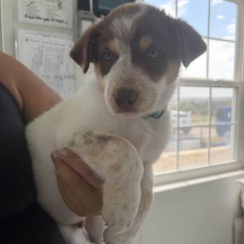 Shimmy -  Cattle Dog and Mixed Breed Dog for Adoption in Tacoma, Washington - Shimmy | PetCurious