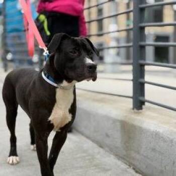 Mixed Breed Dogs Available for Adoption in Jersey City, New Jersey - Nigel | PetCurious