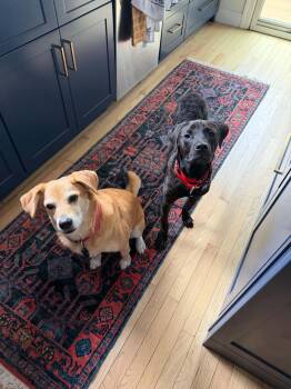 Meet Kaiser -  Black Labrador Retriever and Labrador Retriever Dog for Adoption in Center Square, Pennsylvania - Meet Kaiser | PetCurious