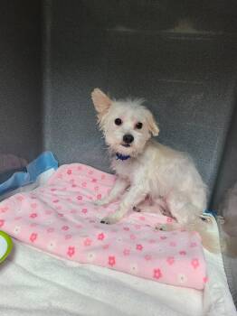 Rescue West Highland White Terrier Westie and Maltese Dogs for Adoption in Orland Park, Illinois - Snow | PetCurious