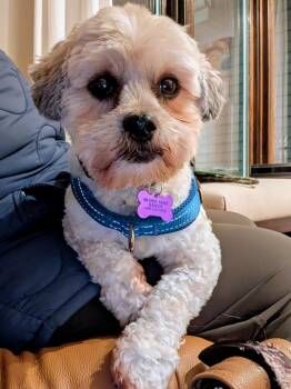 Mixed Breed Dogs Available for Adoption - Lance A Lot | PetCurious