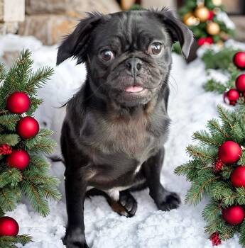Rescue Pug Dogs for Adoption - Arthur | PetCurious