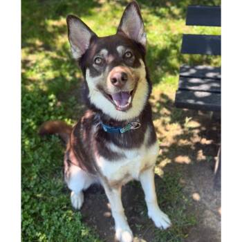 Husky Dogs Available for Adoption in Ridgely, Maryland - Sadie Sink | PetCurious