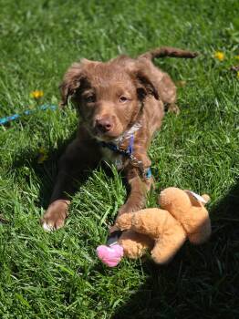 Mixed Breed Dogs Available for Adoption in Kenosha, Wisconsin - Daisy  | PetCurious