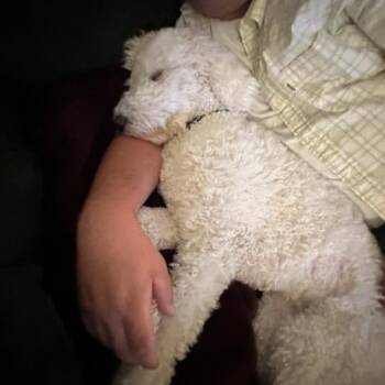 Jess -  Golden Retriever and Poodle Dog for Adoption in Portland, Oregon - Jess | PetCurious