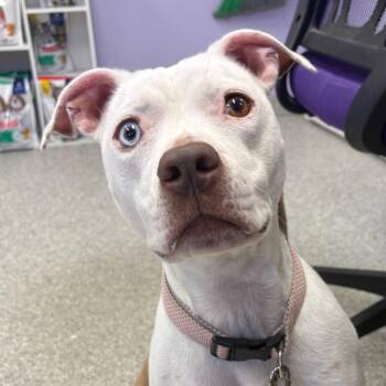 Middi -  Pit Bull Terrier Dog for Adoption in Manhattan, Kansas - Middi | PetCurious