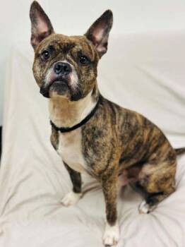 Mixed Breed Dogs Available for Adoption in West Chester, Pennsylvania - Chameleon | PetCurious
