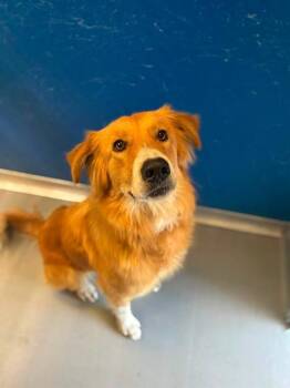 PRINCESS -  Golden Retriever and Mixed Breed Dog for Adoption in Visalia, California - PRINCESS | PetCurious