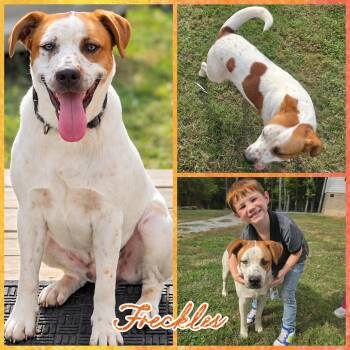 Freckles -  Labrador Retriever and Coonhound Dog for Adoption in Blacksburg, South Carolina - Freckles | PetCurious