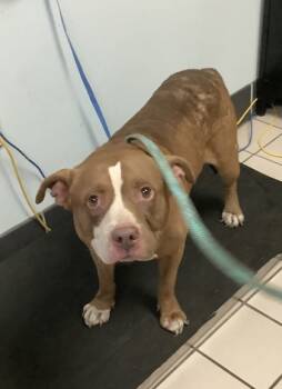 Rescue Terrier and Mixed Breed Dogs for Adoption in Largo, Florida - Rody | PetCurious