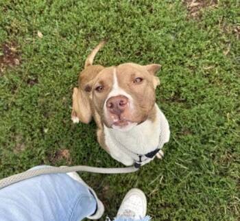 Rescue Mixed Breed Dogs for Adoption in Philadelphia, Pennsylvania - Chuck | PetCurious